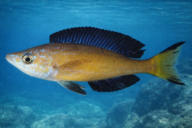 Cyprichromis microlepidotus 'Milima Island'